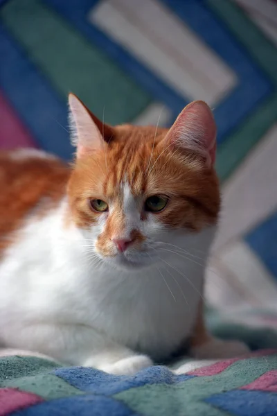 ソファの上の美しい赤と白のショートヘアの猫 — ストック写真