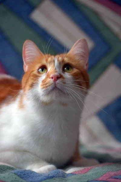 Bonito Vermelho Branco Shorthair Gato Sofá — Fotografia de Stock