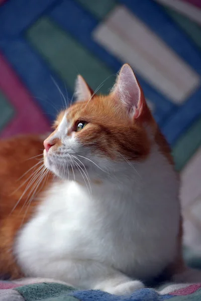 Красивий Червоно Білий Короткошерстий Кіт Дивані — стокове фото