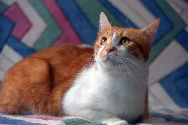 Bonito Vermelho Branco Shorthair Gato Sofá — Fotografia de Stock