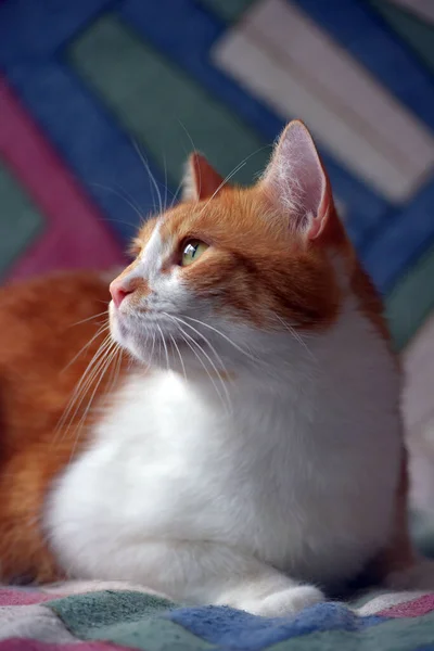 ソファの上の美しい赤と白のショートヘアの猫 — ストック写真