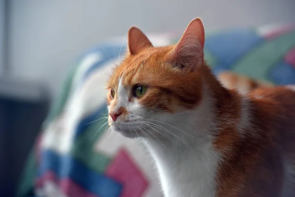 Hermoso Rojo Blanco Taquigrafía Gato Sofá —  Fotos de Stock