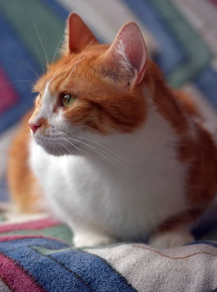 Όμορφο Κόκκινο Και Άσπρο Shorthair Γάτα Στον Καναπέ — Φωτογραφία Αρχείου