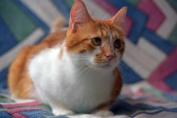 Bonito Vermelho Branco Shorthair Gato Sofá — Fotografia de Stock