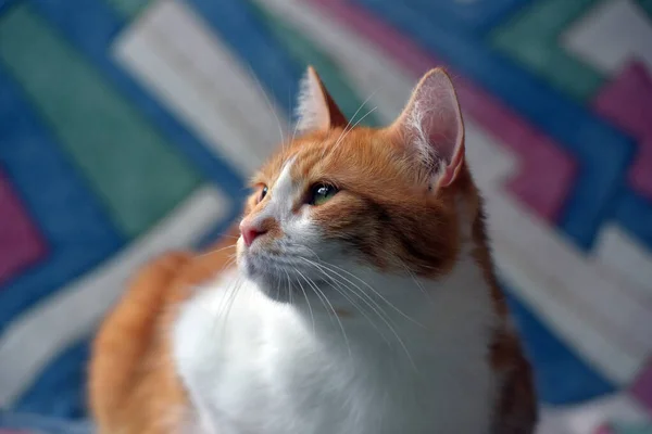 Kanepede Güzel Kırmızı Beyaz Bir Kedi — Stok fotoğraf