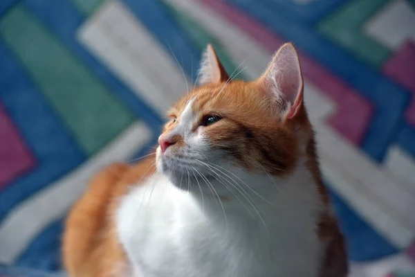 Красивий Червоно Білий Короткошерстий Кіт Дивані — стокове фото