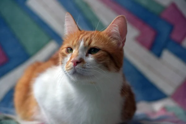 Hermoso Rojo Blanco Taquigrafía Gato Sofá —  Fotos de Stock