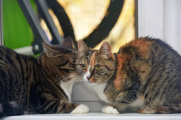 Дві Коти Вдома Разом Підвіконні — стокове фото