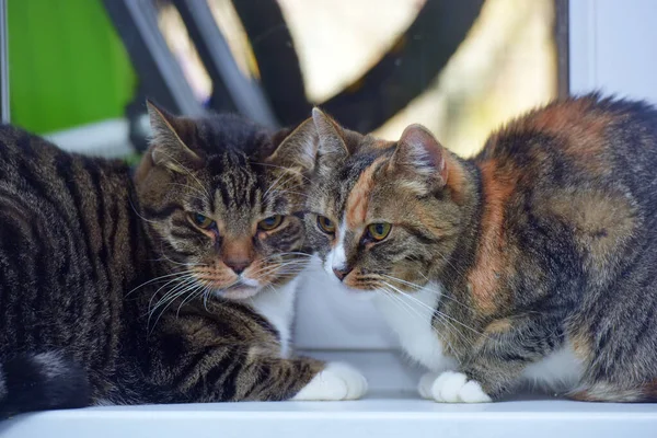 Två Katter Hemma Tillsammans Fönsterbrädan — Stockfoto