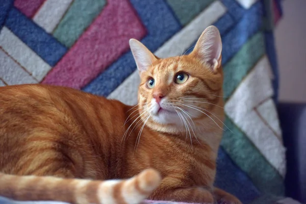 漂亮的红条纹短毛猫躺在沙发上 — 图库照片