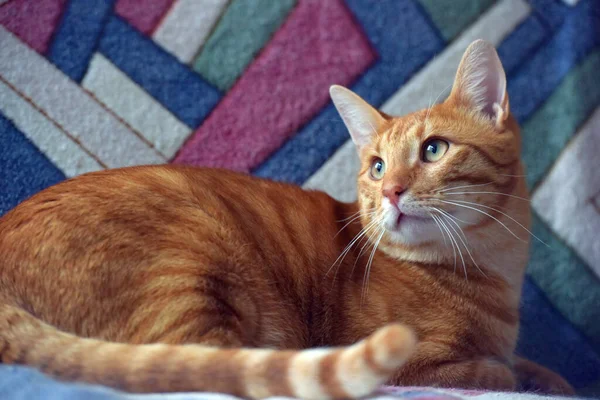 Mooie Rood Gestreepte Steno Kat Bank — Stockfoto