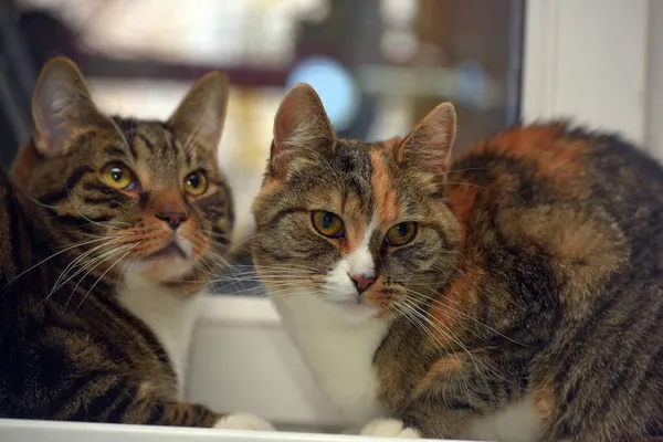 Dos Gatos Casa Juntos Alféizar Ventana —  Fotos de Stock