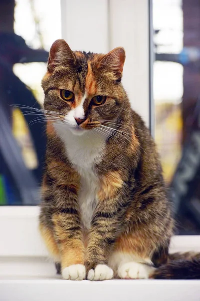 Katt Sitter Fönsterbrädan Närbild — Stockfoto