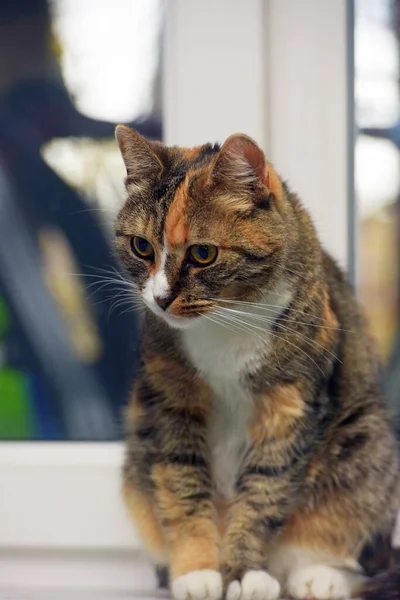Cat Sitting Windowsill Close — Stock Photo, Image