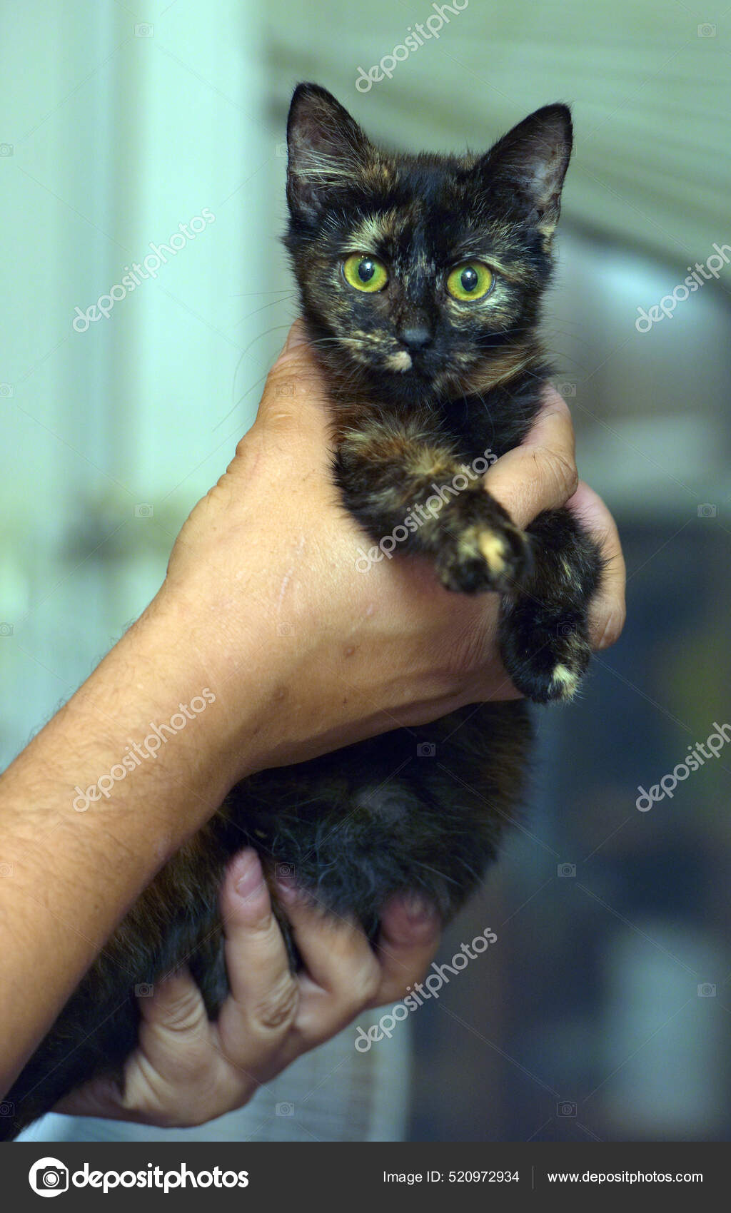 Tortoiseshell Kitten Pictures Tortoiseshell Kitten Stock Photos Images Page 2 Depositphotos