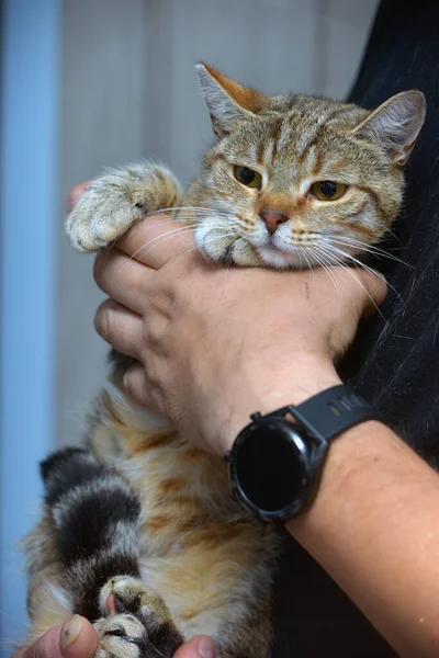 Młody Brązowy Europejski Kot Ręku — Zdjęcie stockowe