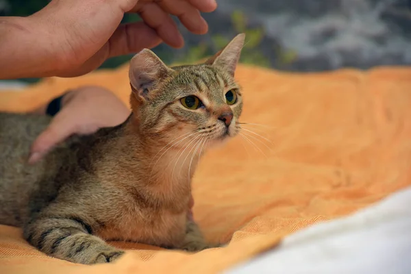 Joven Cariñoso Marrón Europeo Taquigrafía Gato Sofá — Foto de Stock