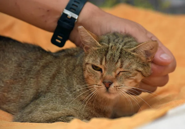 Joven Cariñoso Marrón Europeo Taquigrafía Gato Sofá — Foto de Stock