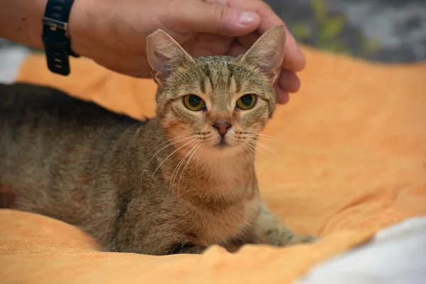 Genç Sevecen Kahverengi Avrupalı Kanepedeki Kısa Boylu Kedi — Stok fotoğraf