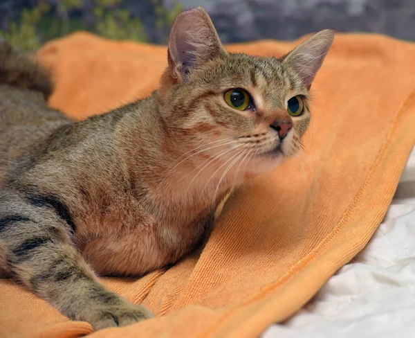 Junge Anhängliche Braune Europäische Kurzhaarkatze Auf Der Couch — Stockfoto