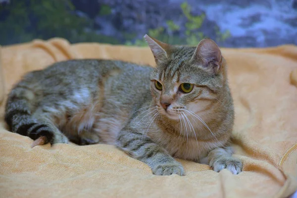 Young Affectionate Brown European Shorthair Cat Couch — Stock Photo, Image