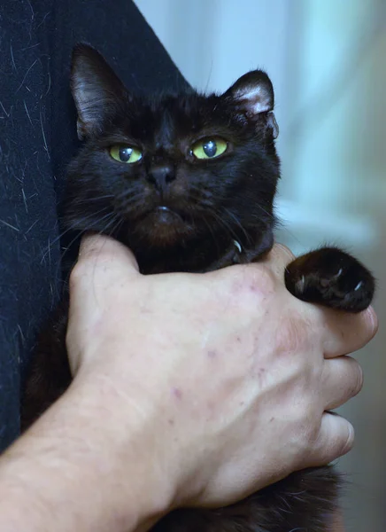 Черная Кошка Возрасте Лет Крупным Планом — стоковое фото