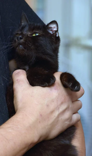 Gato Preto Com Idade Close — Fotografia de Stock