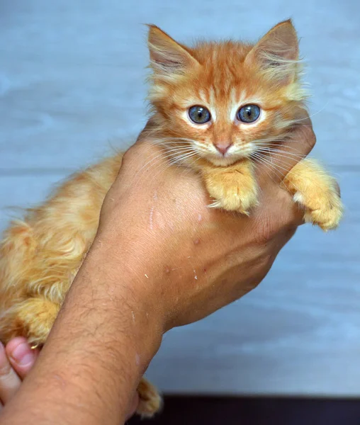 Cute Fluffy Ginger Kitten Bright Blue Eyes — Stock Photo, Image