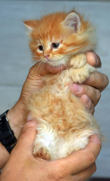 Cute Fluffy Ginger Kitten Bright Blue Eyes — Stock Photo, Image