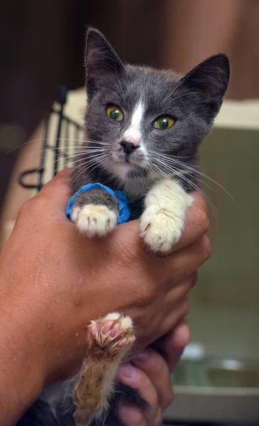 sick kitten in a shelter with a bandage on its paw