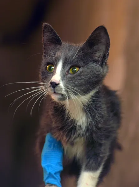 sick kitten in a shelter with a bandage on its paw