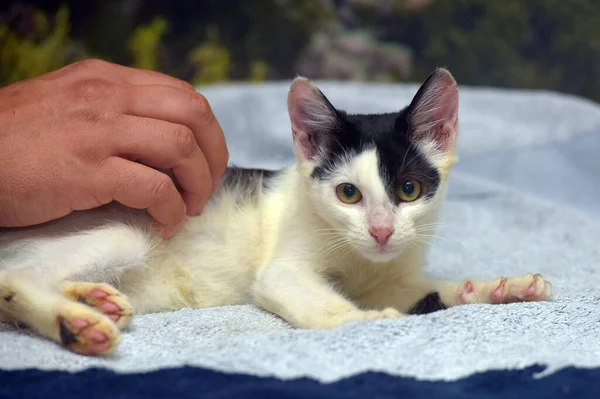 Feliz Gatinho Preto Branco Jaz Cama — Fotografia de Stock