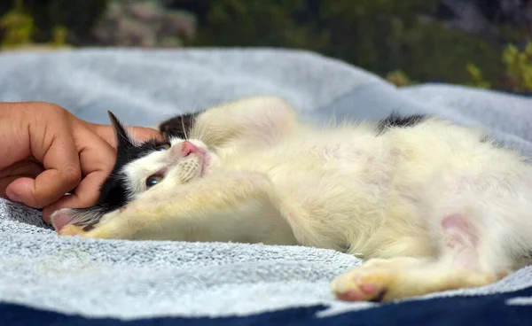 Happy Black White Kitten Lies Bed — Stock Photo, Image