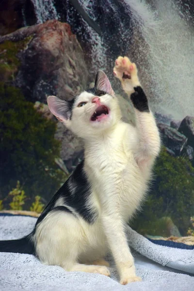 Boldog Fekete Fehér Cica Ágyon — Stock Fotó