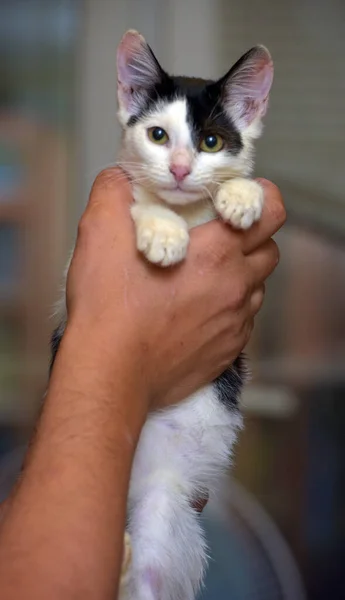 Happy Black Dengan Anak Kucing Putih Tangan Dekat — Stok Foto