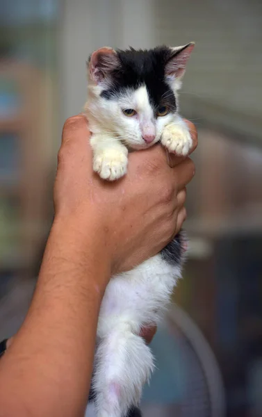Szczęśliwy Czarny Biały Kotek Ręce Zbliżenie — Zdjęcie stockowe