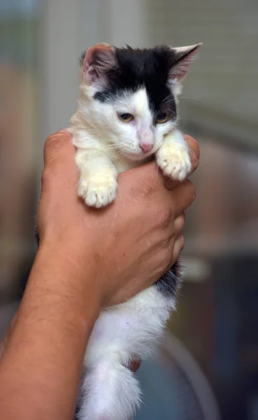 Feliz Negro Con Blanco Gatito Manos Cerca — Foto de Stock