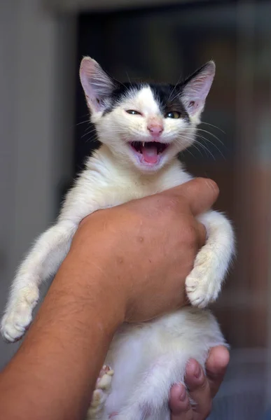 Gelukkig Zwart Met Wit Kitten Handen Close — Stockfoto