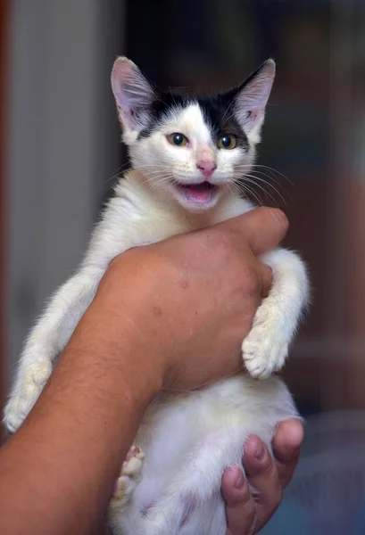 Preto Feliz Com Gatinho Branco Mãos Perto — Fotografia de Stock