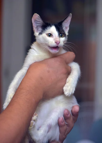 Preto Feliz Com Gatinho Branco Mãos Perto — Fotografia de Stock