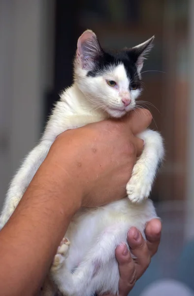 Happy Black Dengan Anak Kucing Putih Tangan Dekat — Stok Foto