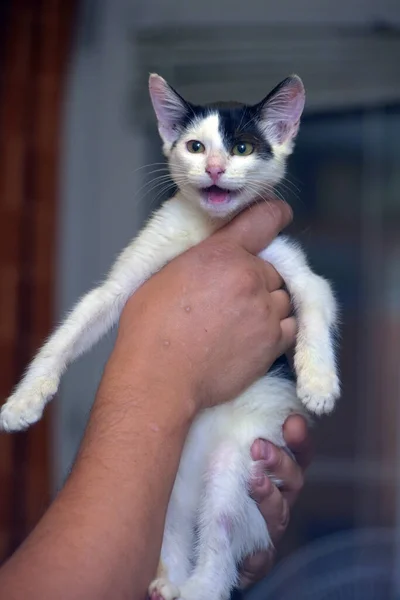 Happy Black White Kitten Hands Close — Stock Photo, Image
