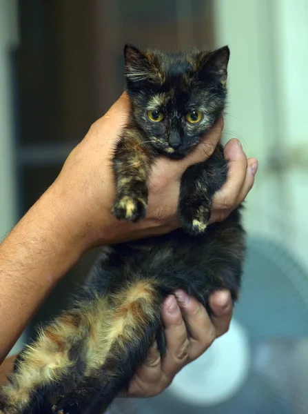 Bonito Tortoiseshell Gatinho Mãos Perto — Fotografia de Stock