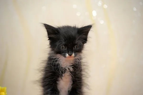 Legrační Malé Načechrané Černošky Bílé Kotě — Stock fotografie