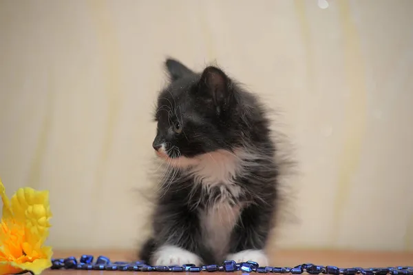Funny Little Fluffy Black White Kitten — Stock Photo, Image