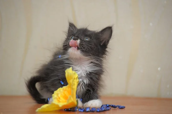 Divertido Poco Esponjoso Negro Blanco Gatito — Foto de Stock