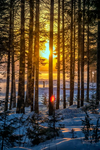 Güzel Kış Manzarası Günbatımında Çam Ormanı — Stok fotoğraf