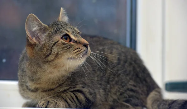 Chaton Tabby Brun Sur Fond Clair — Photo