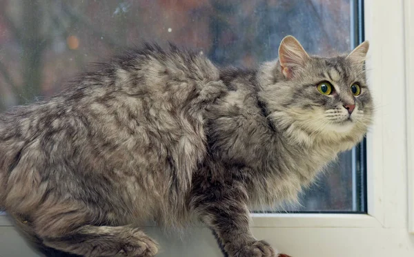 緑の目をした美しいふわふわの灰色の猫 — ストック写真