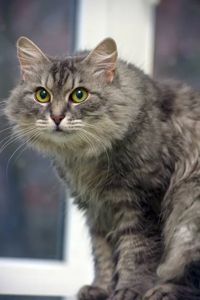 Красивий Пухнастий Сірий Кіт Зеленими Очима — стокове фото